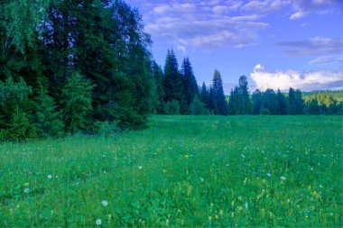 Yaz manzara, huş ağacı çayır, arka planda gökyüzü 
