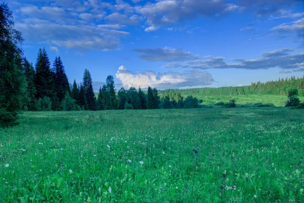 Летний пейзаж, березовый луг, небо на заднем плане — стоковое фото