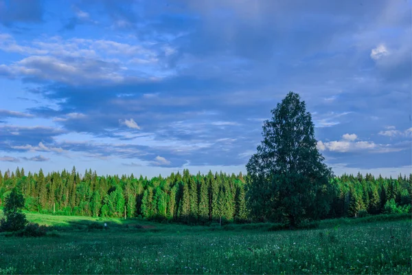 Літній пейзажний березовий луг, ліс в — стокове фото