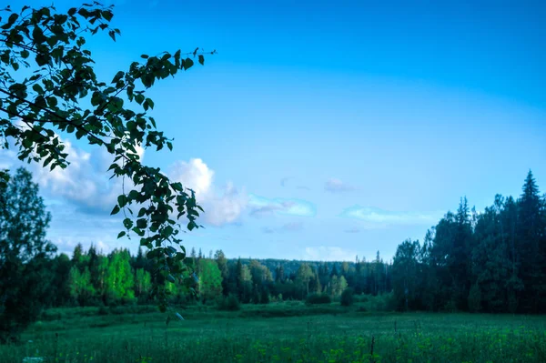 Літній пейзаж березової гілки луг в — стокове фото