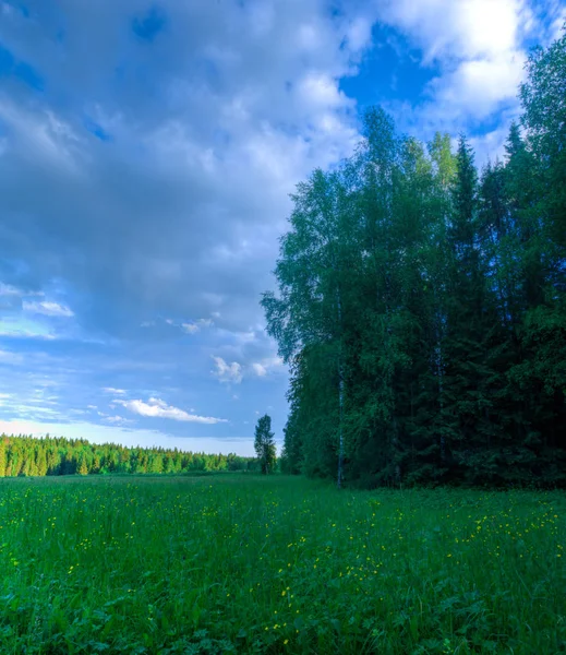 Сезон літній ліс розчищає хмари панораму неба — стокове фото