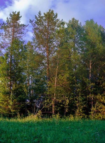 Літній пейзажний березовий луг, ліс в — стокове фото