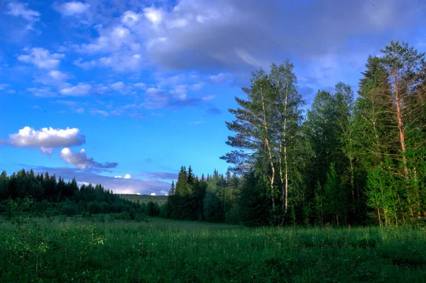 Літній пейзажний березовий луг, ліс на задньому плані — стокове фото