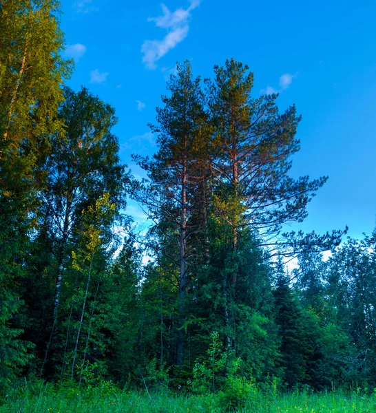 Сезон літніх лісових сосен пейзаж — стокове фото