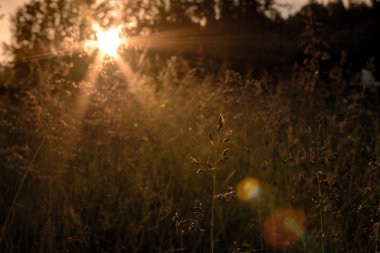 Gün batımı Çim Güneş doğa orman