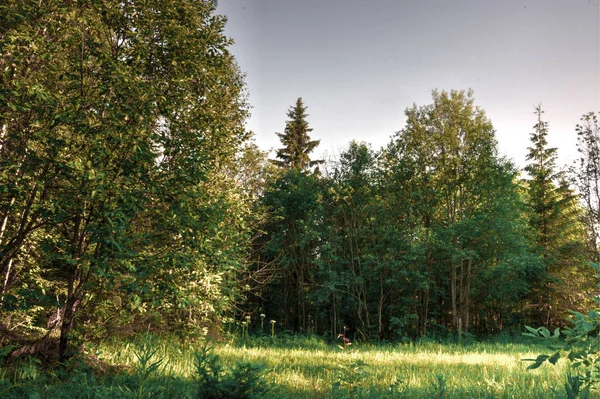 Сезон природа лісові дерева захід сонця луговий пейзаж — стокове фото