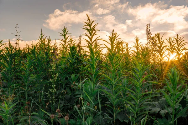 Landscape Season, summer sunset, sun grass, clouds