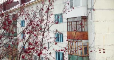 Ardıç kuşu. Kış ormanında karlı bir kürek ağacında beslenen kuş.