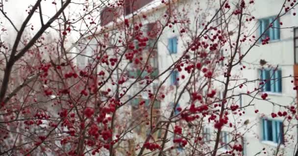 Mistle thrush. Feeding bird on a snowy rowan tree in the winter forest — Stock Video