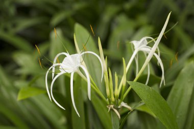 Singapur bahçesinde tropikal beyaz lilik çiçek açıyor, yaz mevsimi, yeşil yapraklı beyaz çiçekler, yağmurdan sonra. Doğal bitki örtüsü, makro, çiçek..