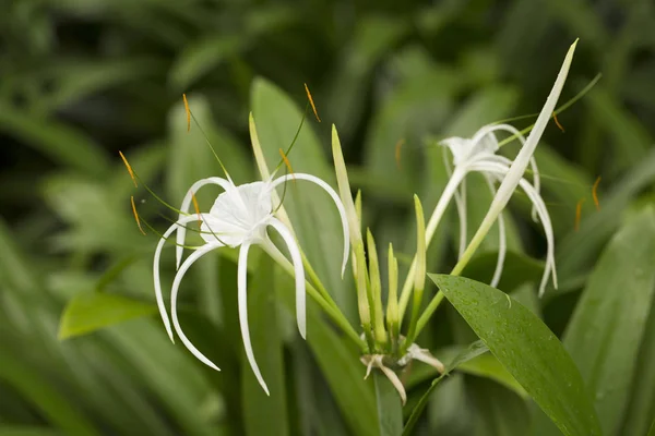 Singapur bahçesinde tropikal beyaz lilik çiçek açıyor, yaz mevsimi, yeşil yapraklı beyaz çiçekler, yağmurdan sonra. Doğal bitki örtüsü, makro, çiçek..