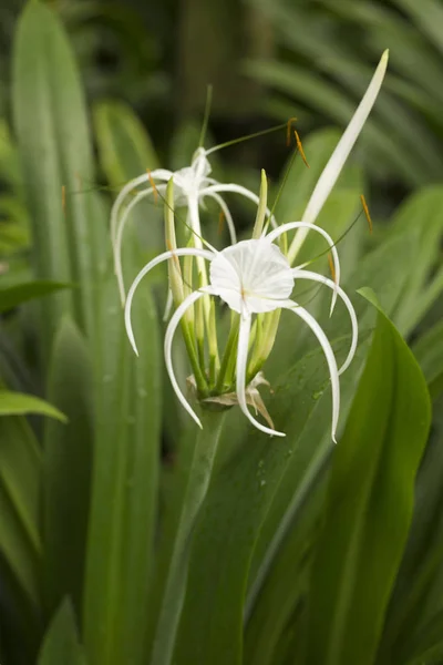 Singapur bahçesinde tropikal beyaz lilik çiçek açıyor, yaz mevsimi, yeşil yapraklı beyaz çiçekler, yağmurdan sonra. Doğal bitki örtüsü, makro, çiçek..