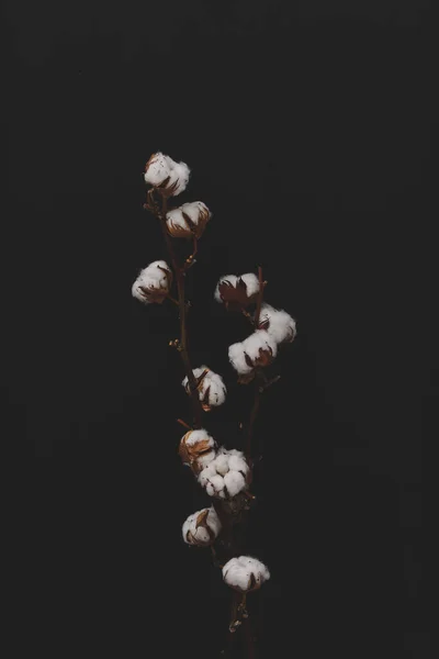 Cotton Flower Table — Stock Photo, Image