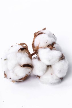 Beyaz arkaplanda pamuk çiçeği
