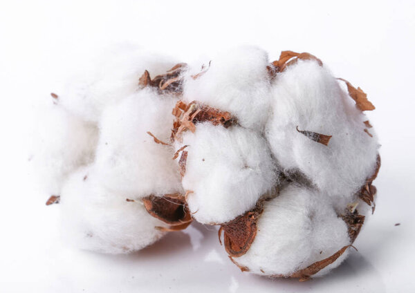 Хлопок цветок на белом фоне