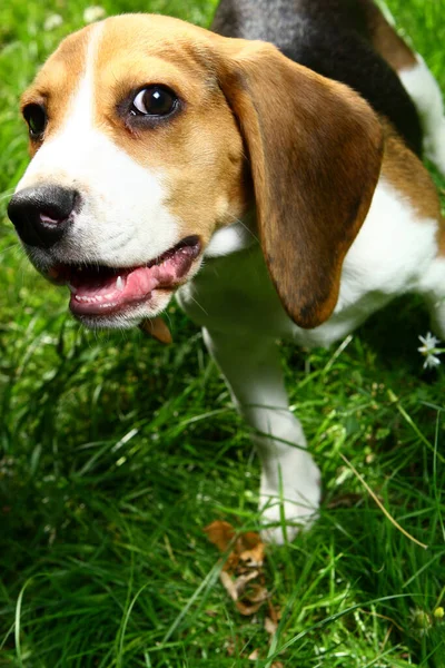 Filhote Cachorro Beagle Engraçado Parque — Fotografia de Stock