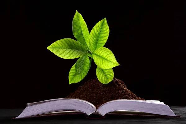 Kitaptan Yeşil Bir Bitki Büyümesi — Stok fotoğraf