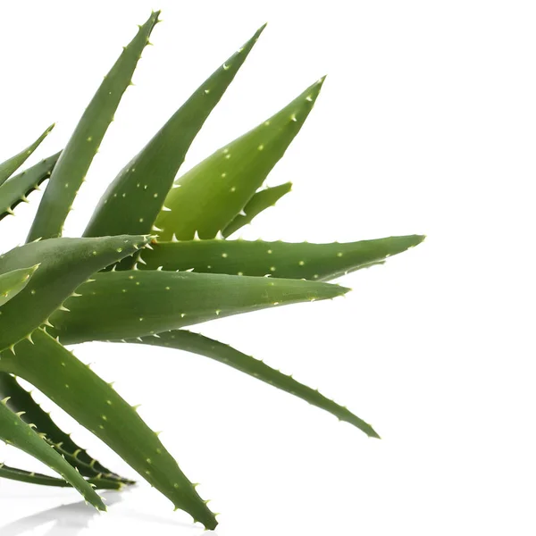 Medicine Aloevera White Background — Stock Photo, Image