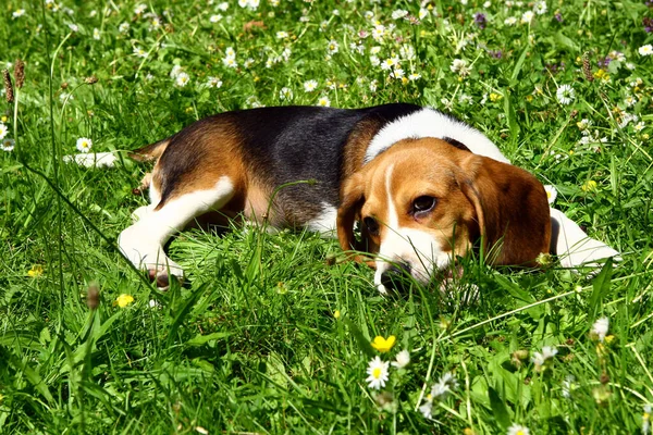 Grappige Beagle Puppy Het Park — Stockfoto