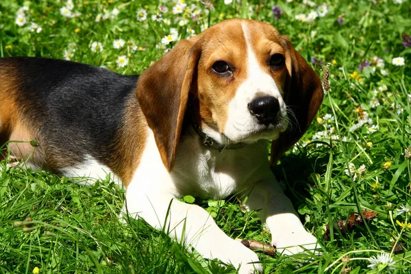 Grappige Beagle Puppy Het Park — Stockfoto