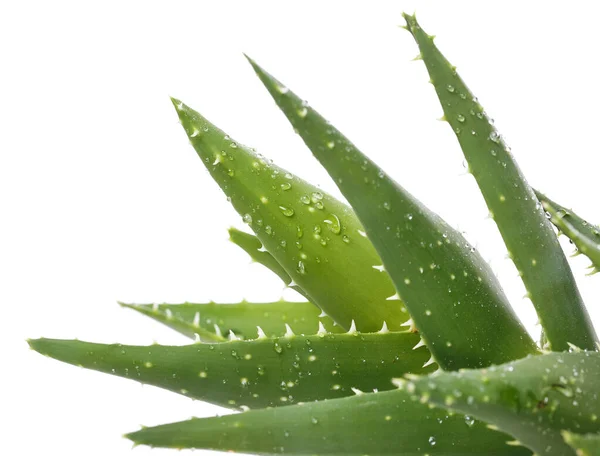 Medicine Aloevera White Background — Stock Photo, Image