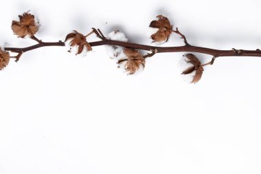 Beyaz arkaplanda pamuk çiçeği