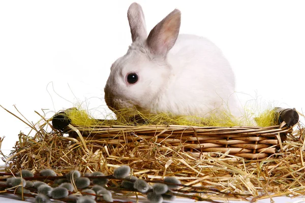 Paskalya Yumurtalı Tavşan — Stok fotoğraf