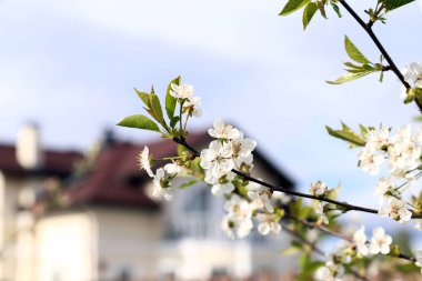 Yaz, bahçe. Ağaçtaki güzel çiçek