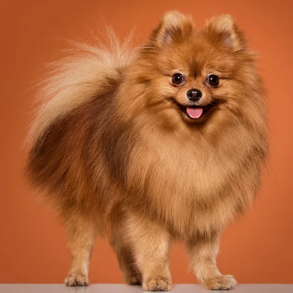 Adorable Furry Spitz Orange Background — Stock Photo, Image