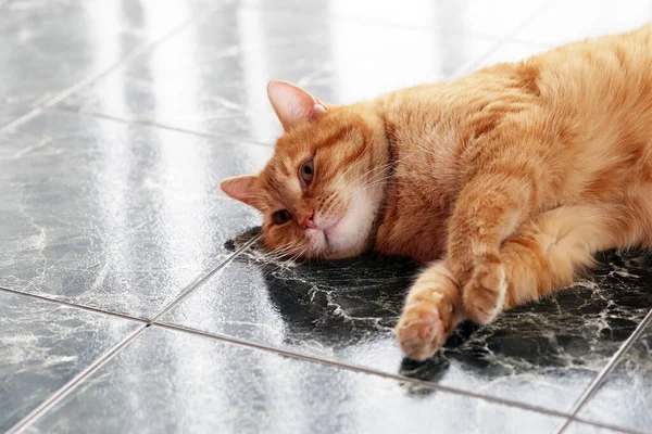 Güzel Kürklü Kedi Mermerde — Stok fotoğraf