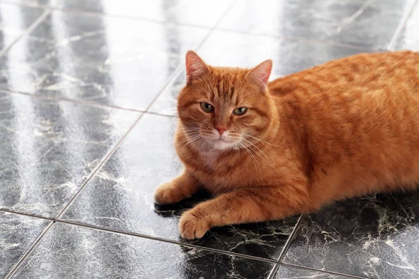 Indah Berbulu Kucing Ubin Marmer — Stok Foto