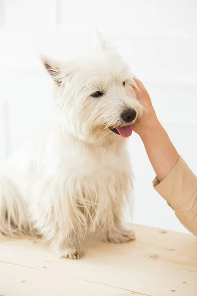 Adorável Cão Fofo Mesa — Fotografia de Stock