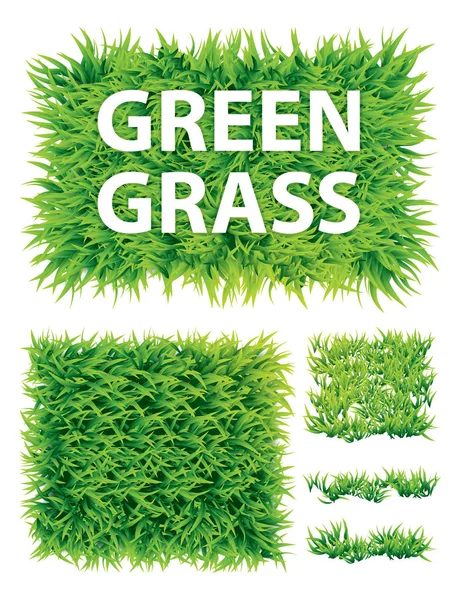 Vector Green Grass on white background — Stock Vector