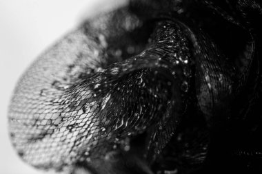 Kristal değerli taşlı soyut ağ sanatı. Su siyah ve beyaz. Arka plan sıçraması.