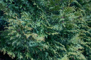 Çam ağacı dallarından yapılmış arka plan sıçraması