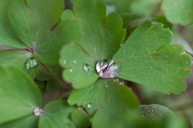 Bahçede yaprağın ortasında yağmur damlası