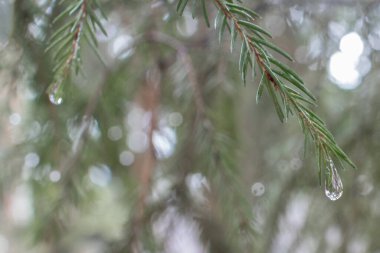 Çam iğneleri ve çam dalları üzerindeki yağmur damlaları değerli bir mücevher gibi görünen yağmurdan sonra arka plan olarak kullanılabilir - sağ üstten sarkan