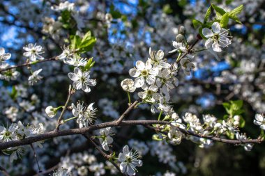 Çiçek açan elma, kiraz ya da erik ağacı dalları, güneşli bir bahar gününde, tek bir dalda mavi gökyüzü.