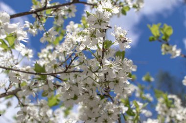 Çiçek açan elma, kiraz ya da erik ağacı dalları, güneşli bir bahar gününde, mavi gökyüzü ve bulutlar görünür.