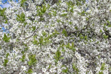 Çiçek açan elma ya da erik ağacı dalları güneşli bir bahar gününde beyaz çiçeklerle