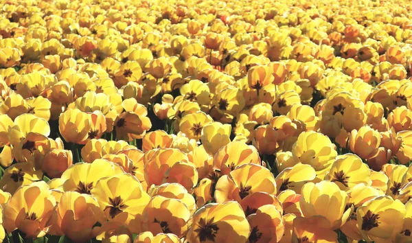 Pole Żółtych Tulipanów Świecących Słońcu Holandii — Zdjęcie stockowe