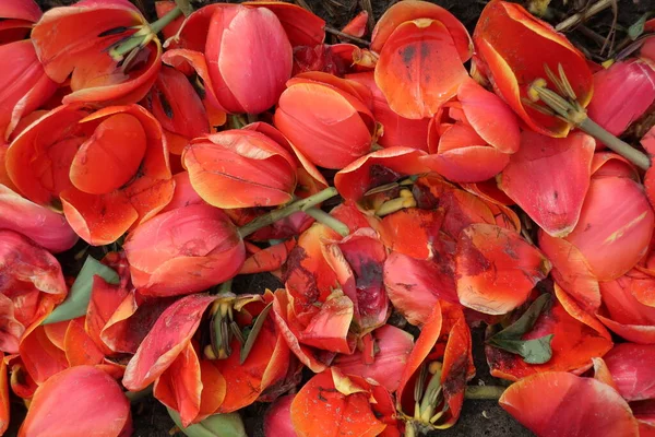 Smashed Red Tulips Lying Field — Stock Photo, Image