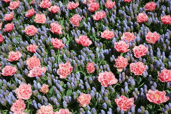 Поле Розовых Тюльпанов Фиолетовых Мускари Цветы Солнце Ближе — стоковое фото