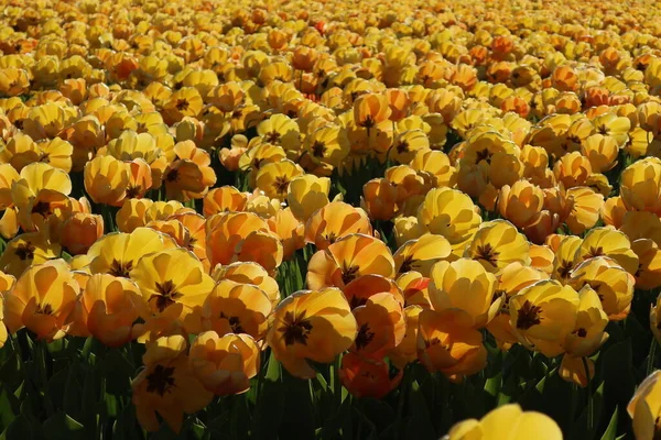 Field Yellow Tulips Netherlands — Stock Photo, Image