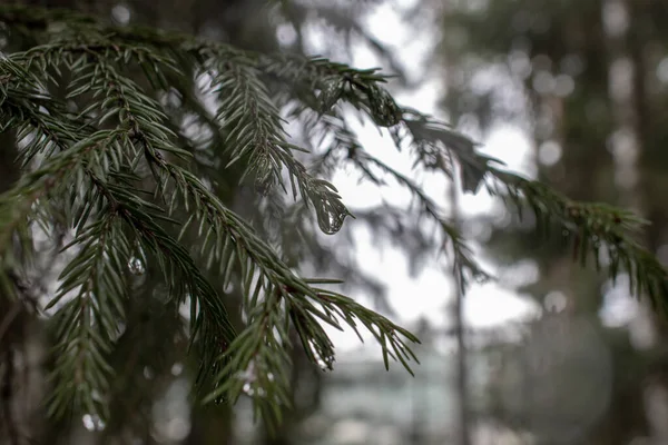 Raindrop on pine needles and on pine branches after the rain that looks like a precious gemstone - can be used as a background - dark branches with light background