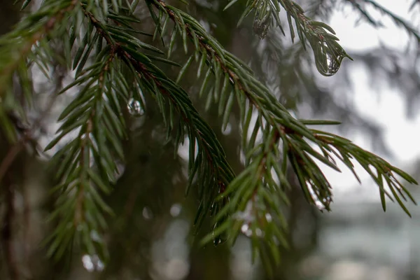 Raindrop on pine needles and on pine branches after the rain that looks like a precious gemstone - can be used as a background - dark branches with water drops