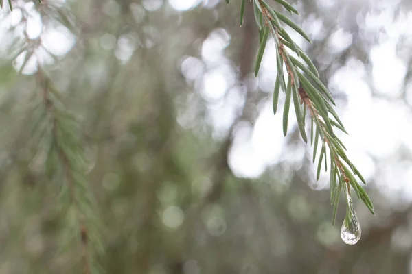 Raindrop on pine needles and on pine branches after the rain that looks like a precious gemstone - can be used as a background - hanging from the top from the upper right corner