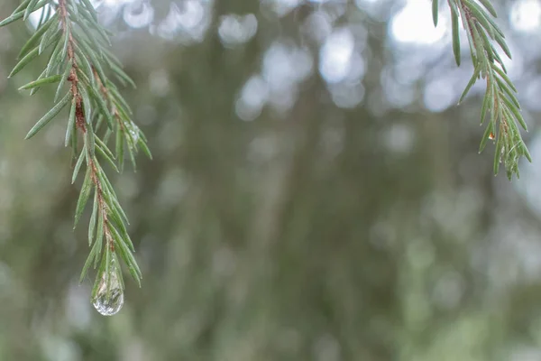 Raindrop on pine needles and on pine branches after the rain that looks like a precious gemstone - can be used as a background - hanging from the upper left corner