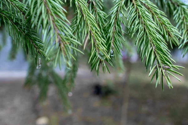 Raindrop on pine needles and on pine branches after the rain that looks like a precious gemstone - can be used as a background - branches on top half of the image
