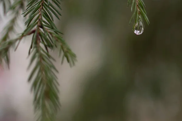 Raindrop on pine needles and on pine branches after the rain that looks like a precious gemstone - can be used as a background - hanging from the top right corner